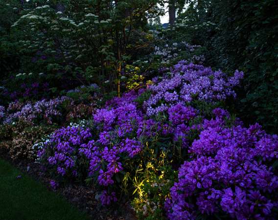 Rhododendron bed med belysning